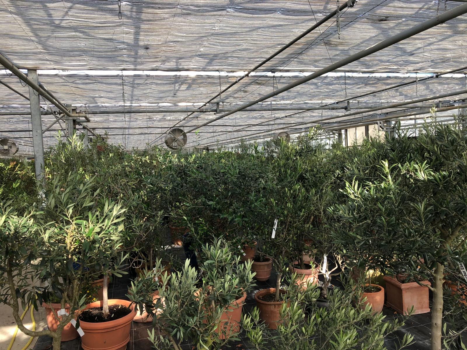 Olivenbaum