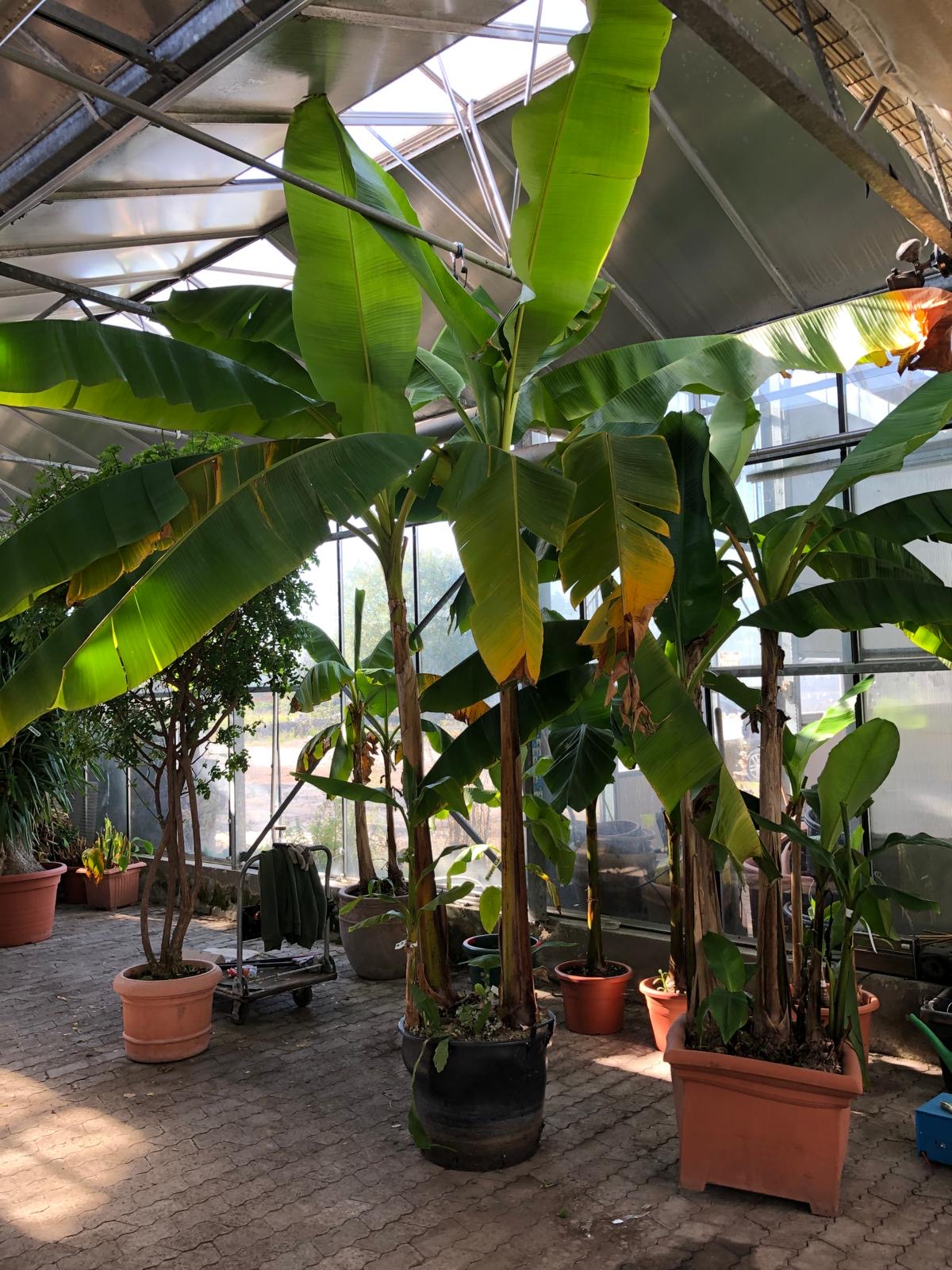 Banane